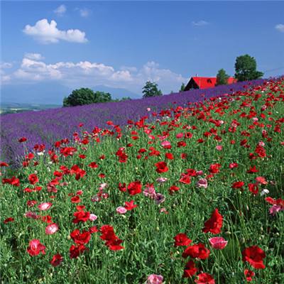 kok中欧登录入口